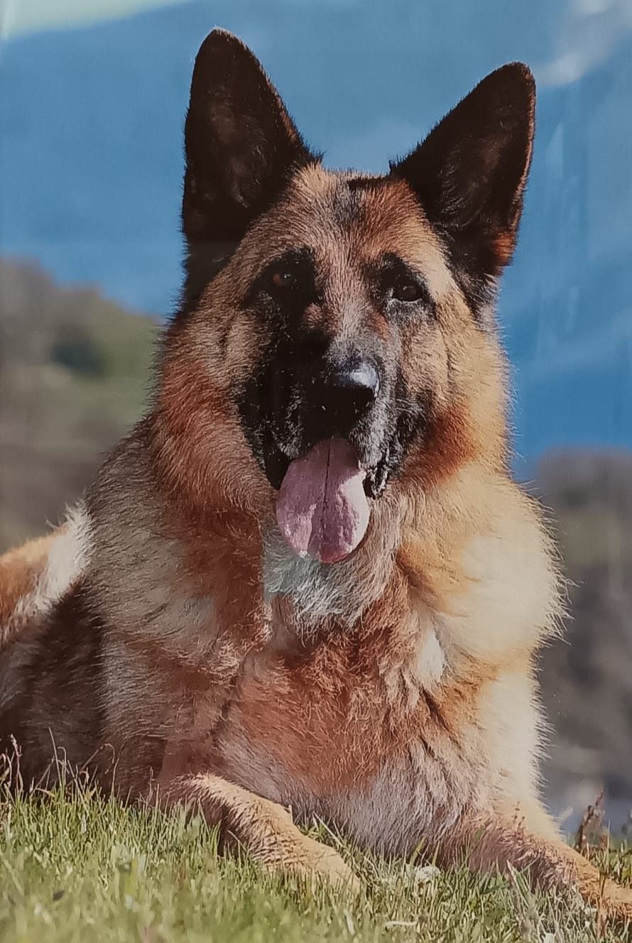 Contact chuchotis animal